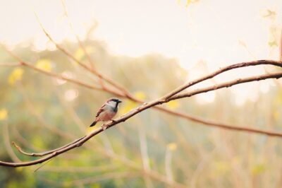 The Power of Streaming: How Digital Platforms are Shaping Entertainment